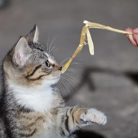 Heinemann's Hof Hotel *