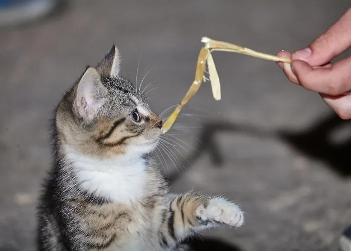 Heinemann's Hof Hotel *