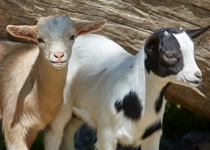 Heinemann's Hof * Lennestadt