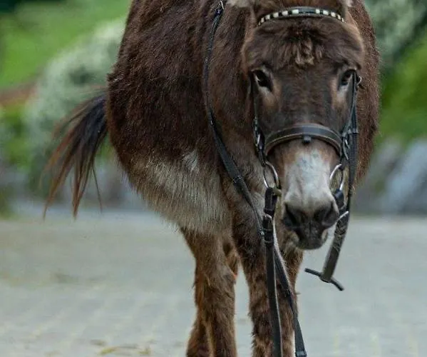 Heinemann's Hof Hotel